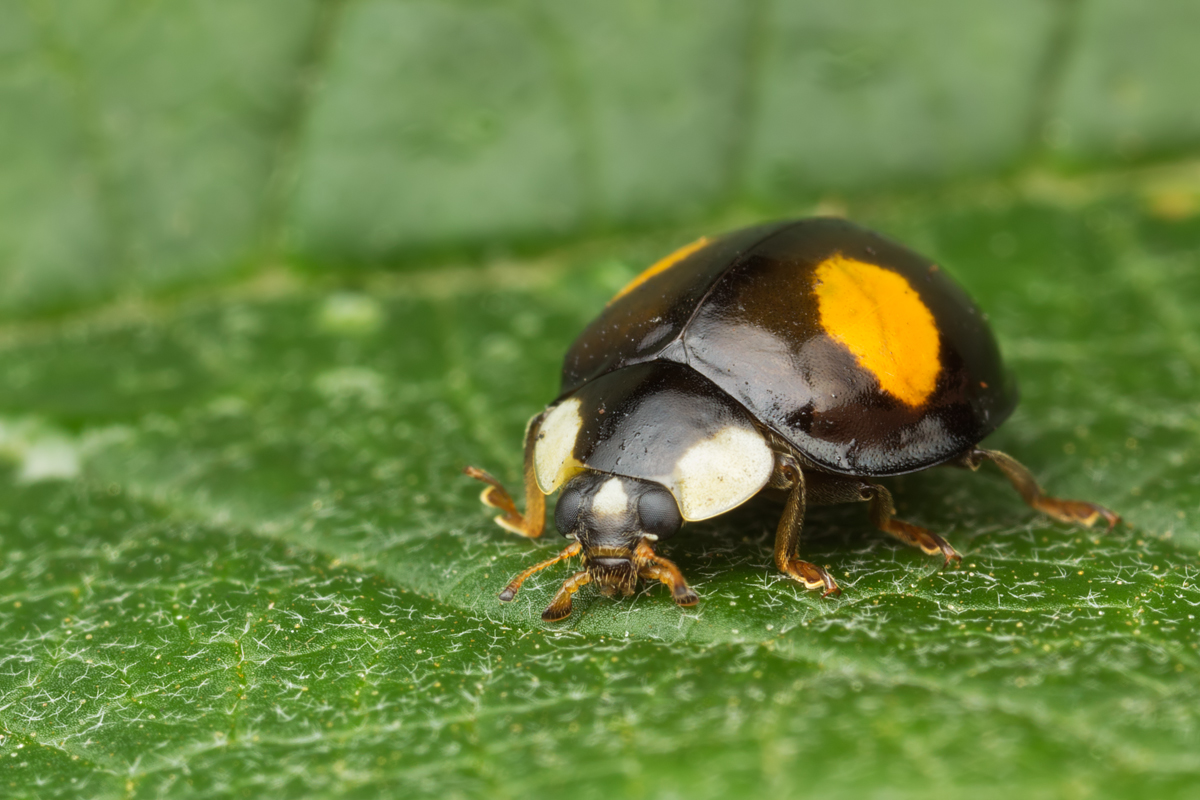 Harlequin Ladybird 1